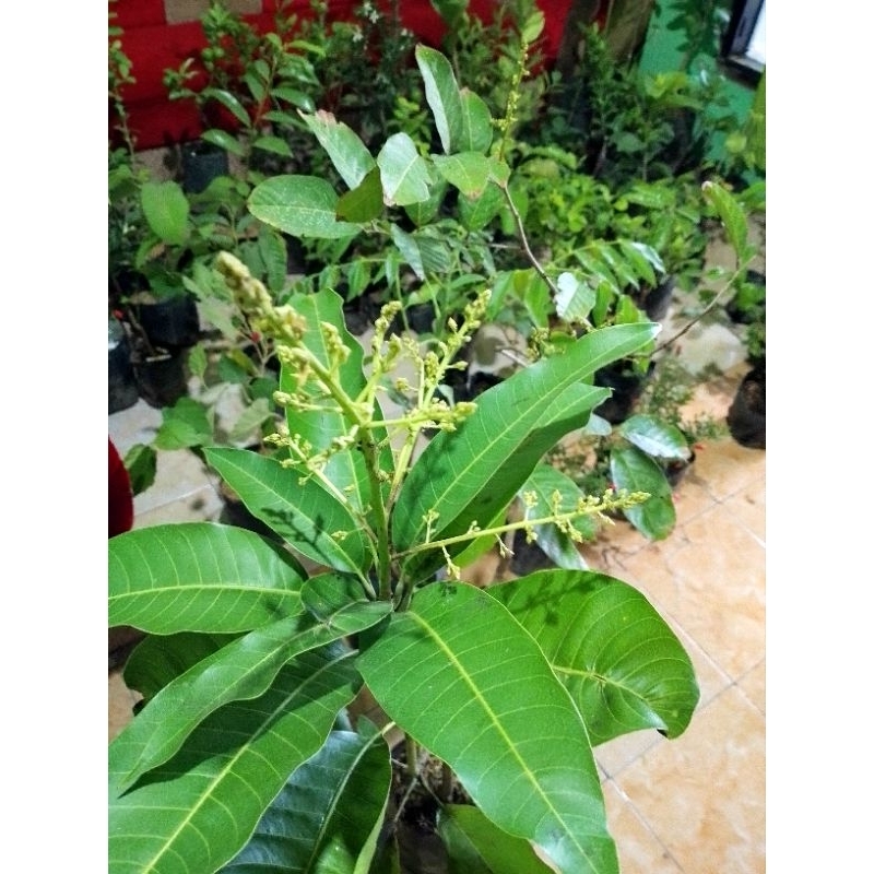 bibit mangga manalagi kondisi berbunga