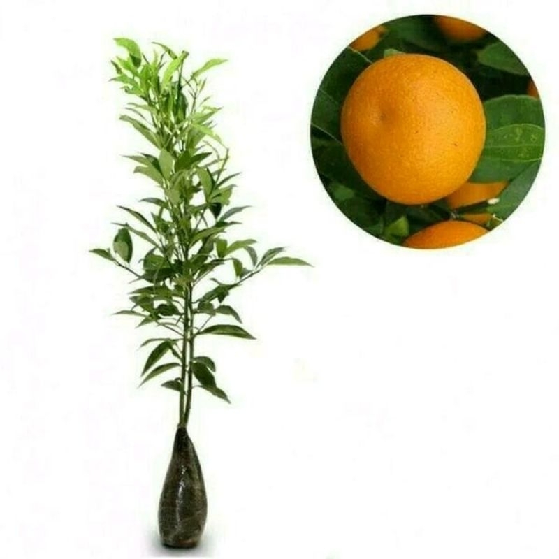 bibit jeruk mandarin