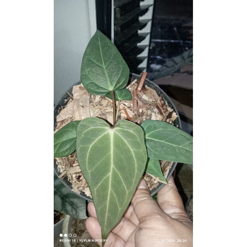 hibrid forgety vs desleri