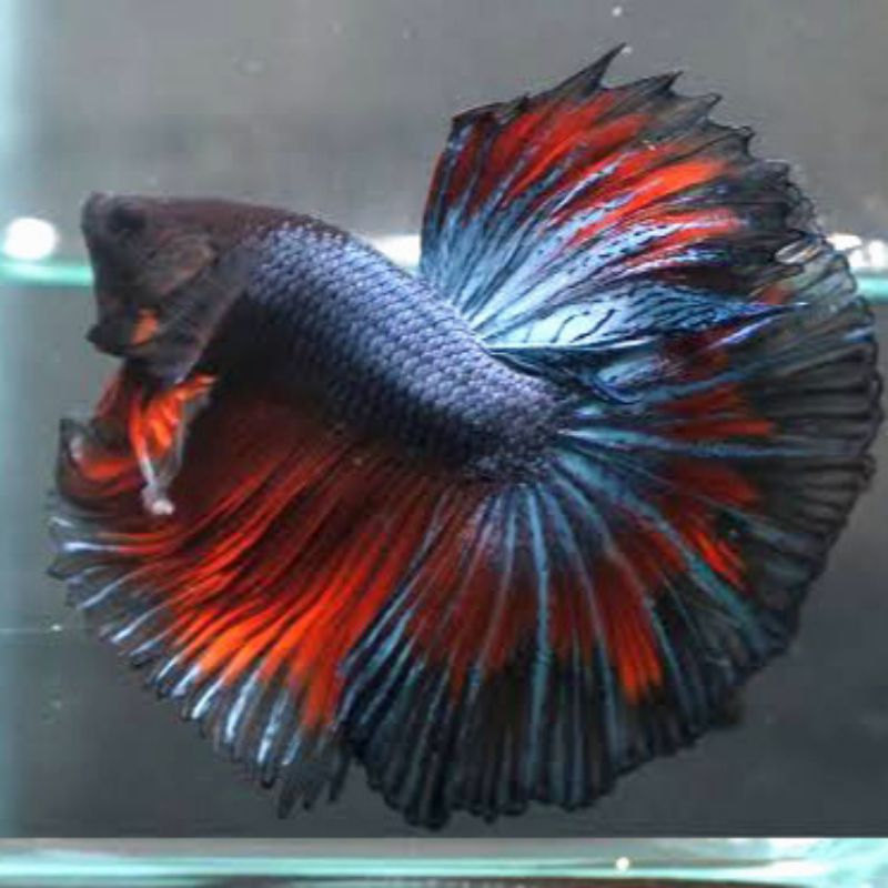 

packing cupang halmon hm bulan sz m+/l ekor lebar berkualitas