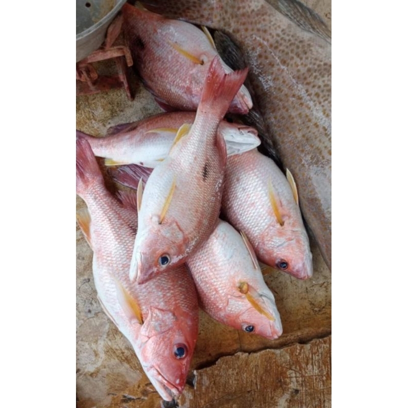 

KAKAP MERAH FRESH FROZEN