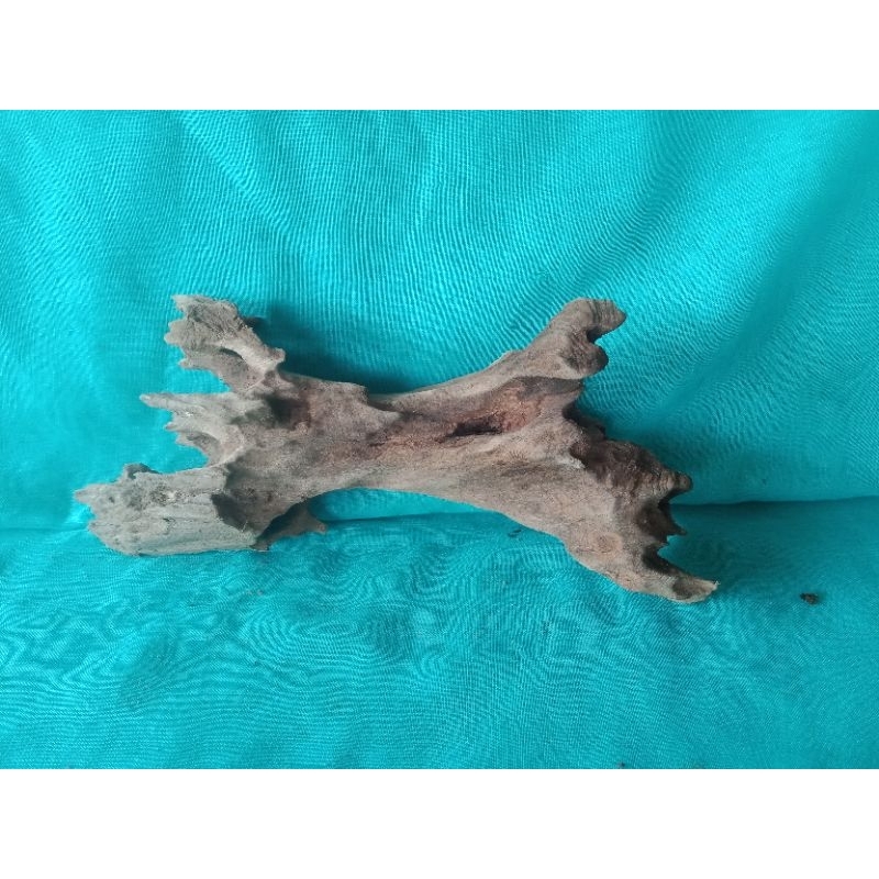 kayu rentek  sudah tenggelam