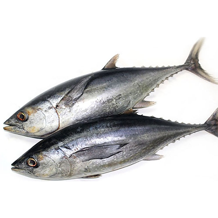 

ikan tongkol segar ukuran ± 500 gram - 600 gram