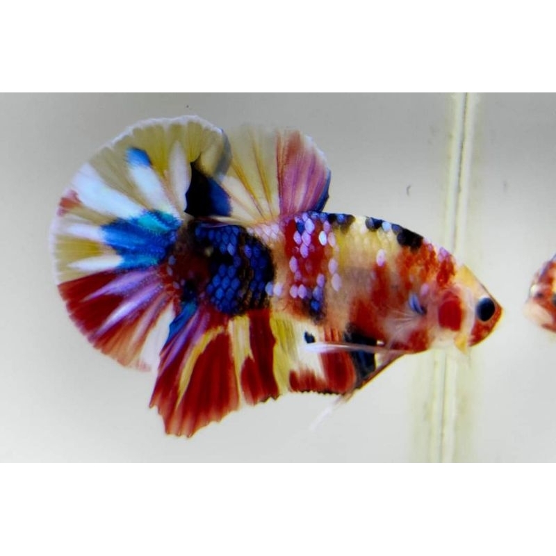 Betta Contes Multicolour YB Yellow Base Multy Nemo Koi Cupang Viral VIP Male Jantan Big Form Jantan