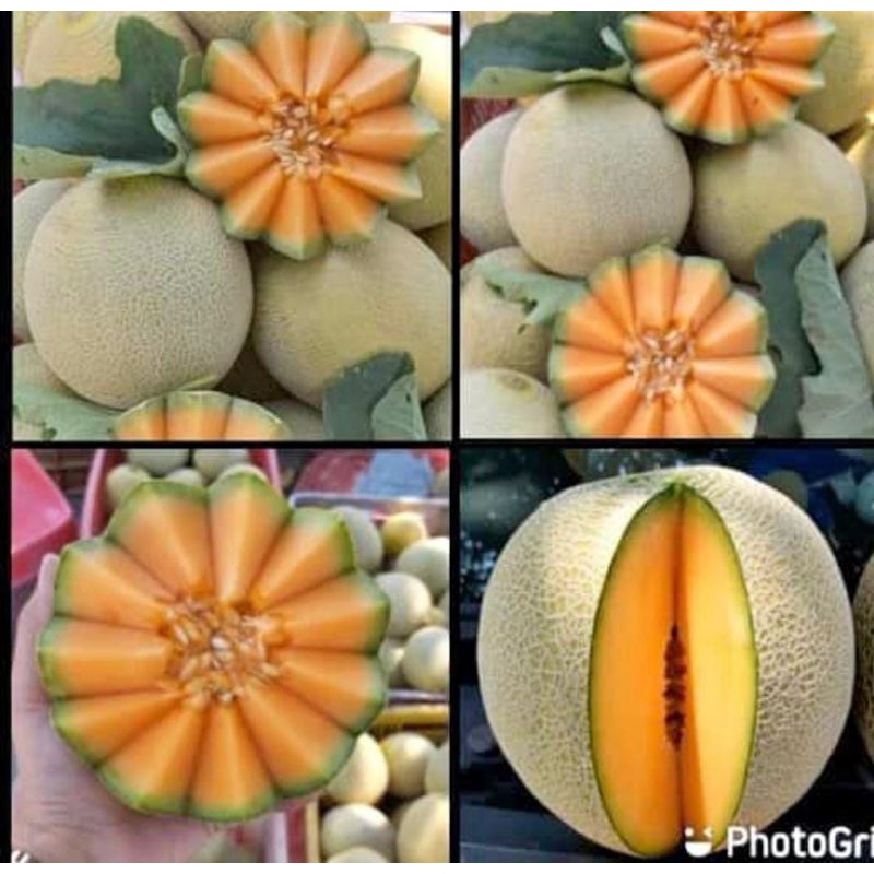 

READY MELON ORANGE ROCK MELON MALANG MURAH GRATIS ONGKIR