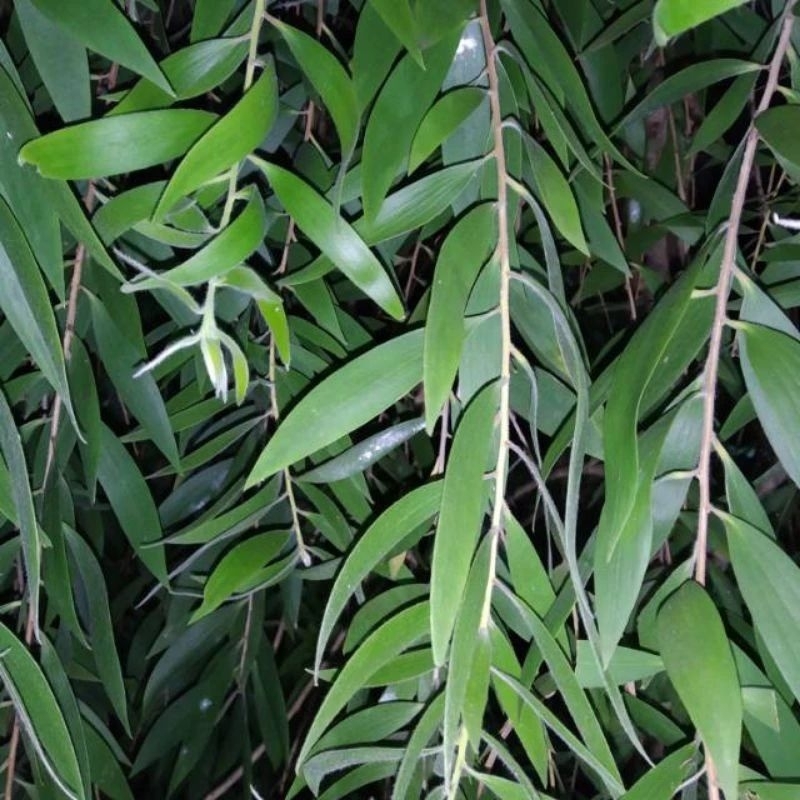 

Daun kayu putih fresh 500gram murah terlaris di ambil dadakan