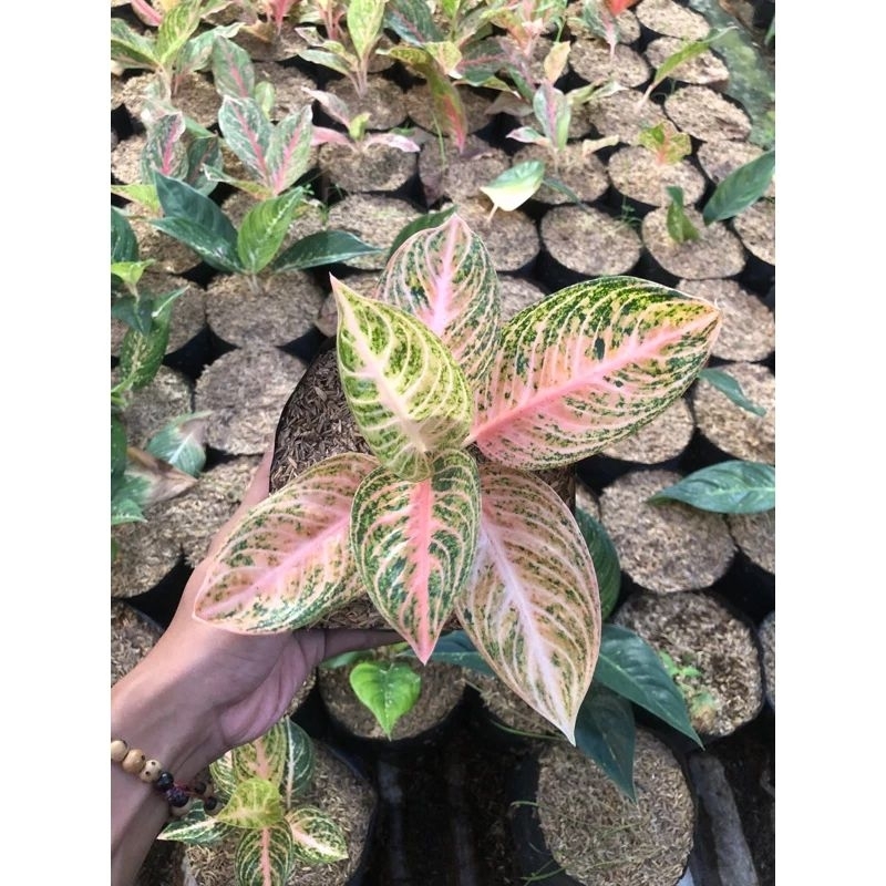 Aglonema pink sexy aglonema pink sexy