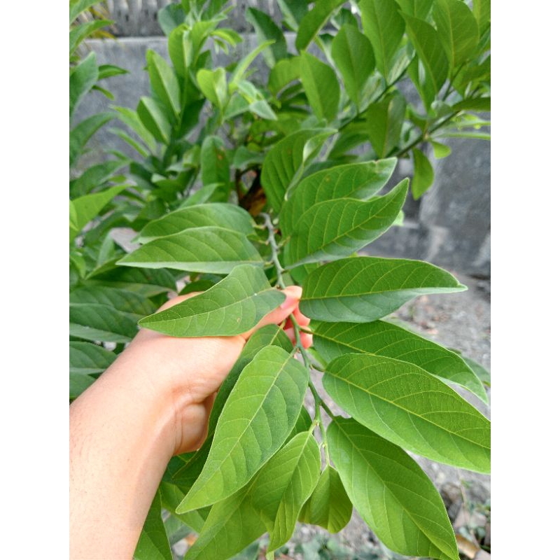

DAUN NONA SRIKAYA | SRIKAYA SEGAR | OBAT TRADISIONAL HERBAL