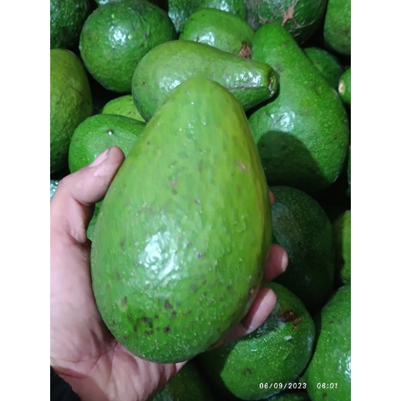 

ALpukat isi 2-4 real n freah mentah 1 kg GARANSJ