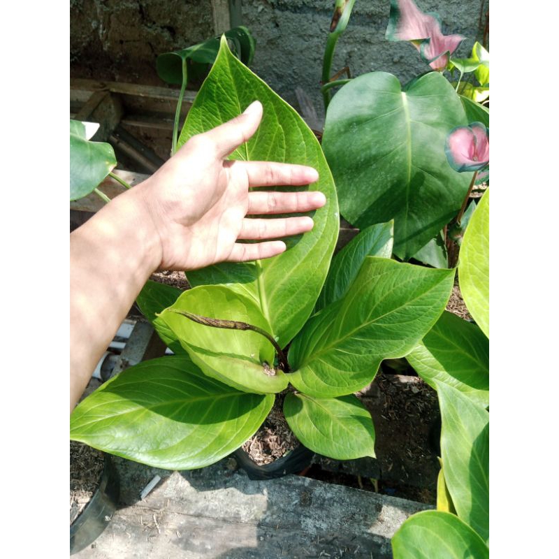 tanaman anthurium jemani Cobra catalog besar