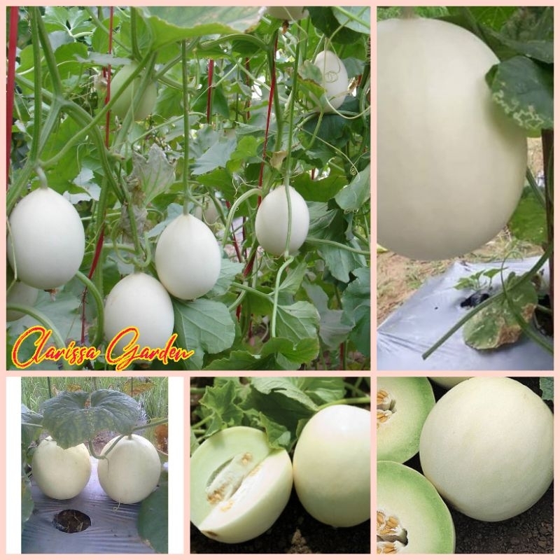 6 BUTIR BIJI/BENIH MELON PUTIH HONEYDEW
