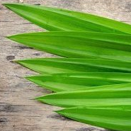 

Daun Pandan 10 lembar panjang 40 cm lebih