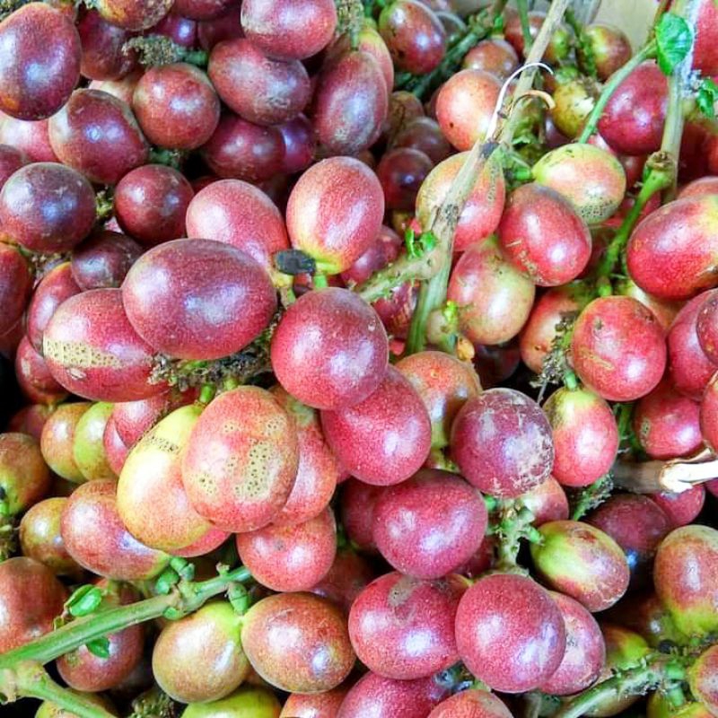 

Buah matoa fresh baru petik 1 kilo daging tebal