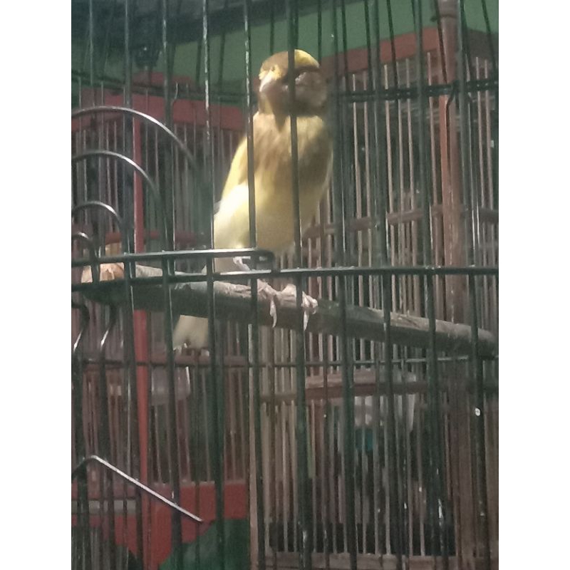 KENARI LOKAL SUPER RIWIKAN JANTAN GARANSI