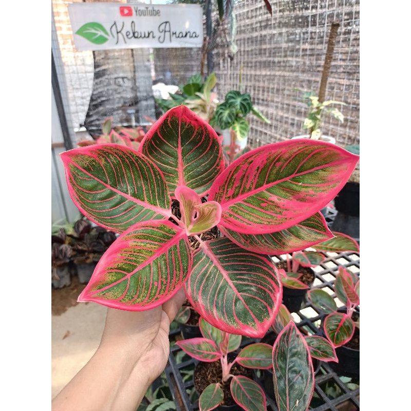 Aglaonema khanza