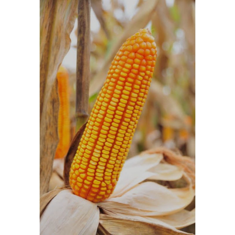 

Jagung Bonggol Merah Biji Kuning