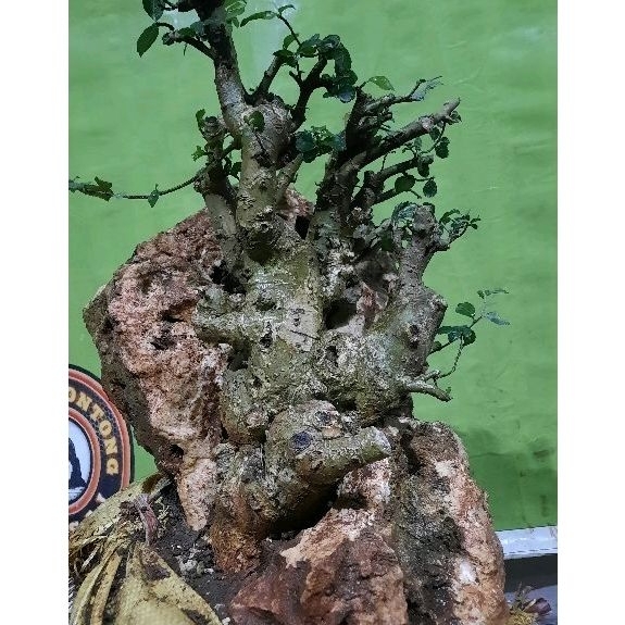 Bonsai Serut On The Rock Large