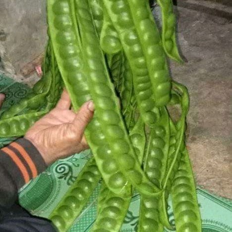 

buah pete segar 1 ikat 10 lonjor
