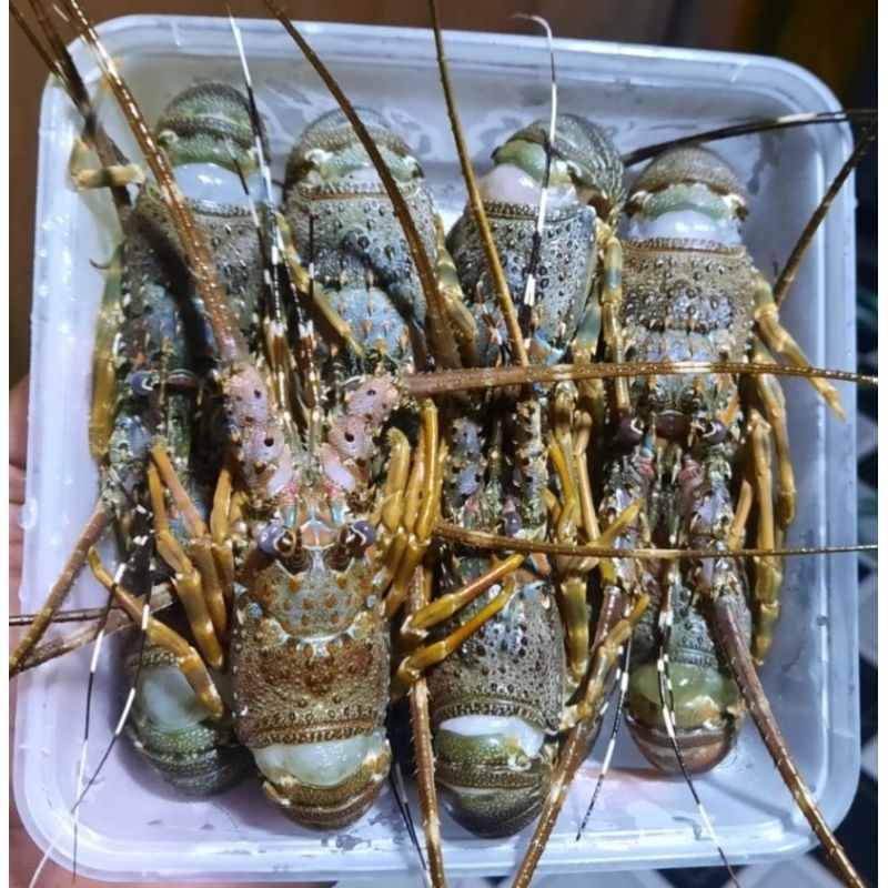 

LOBSTER LAUT SUPER MANIS GURIH 500Gr