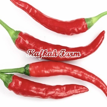 Benih 5 Biji PEPPER Long Red Thick Cayenne