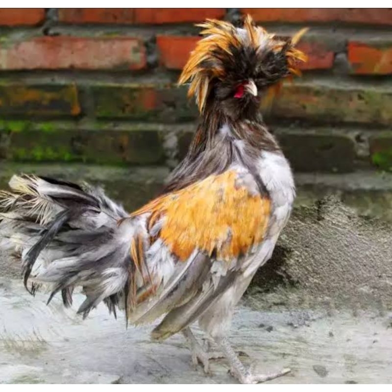 

telur ayam hias poland
