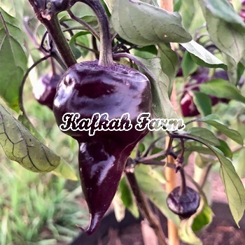 Benih 5 Biji PEPPER Purple UFO