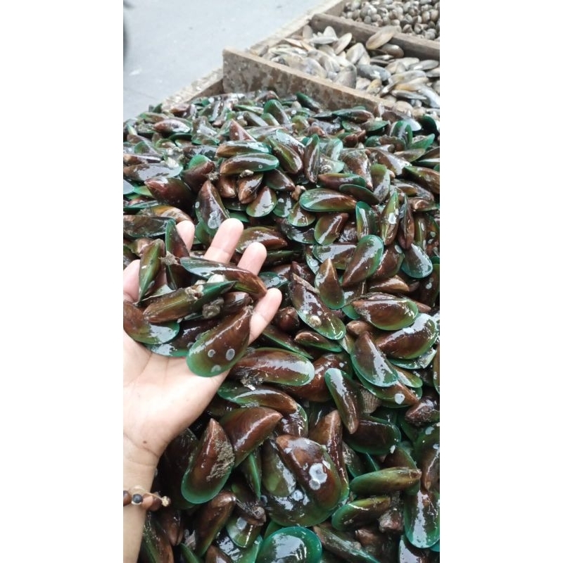 

KERANG HIJAU 1KG HIDUP