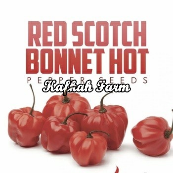 Benih 5 Biji PEPPER Red Scotch Bonnet