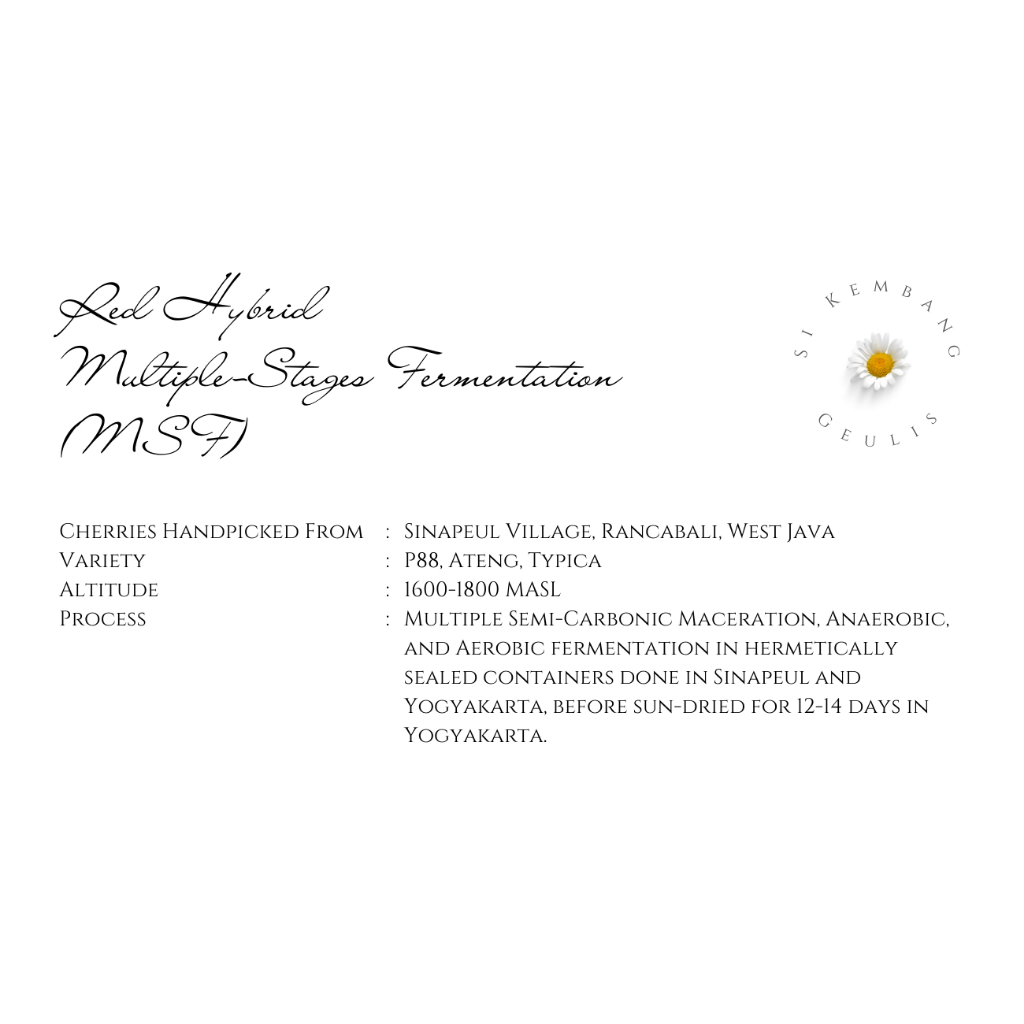 

Green Bean Arabica Sinapeul Red Hybrid Multi Stages Fermentation (MSF) - Biji Kopi Mentah