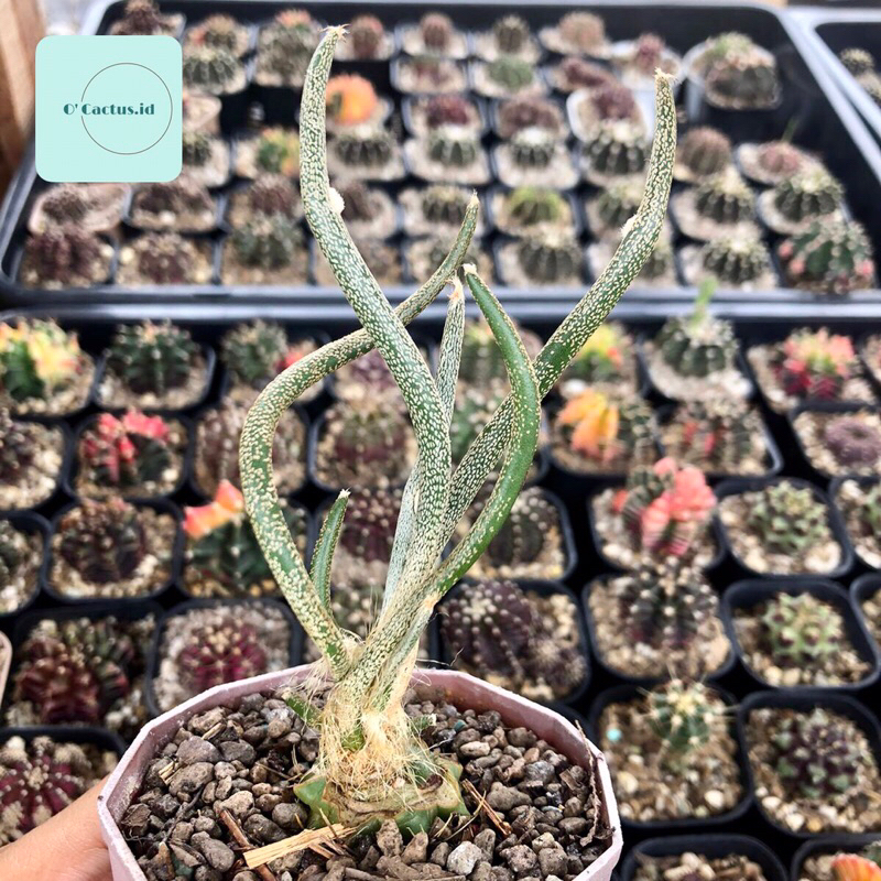 Astrophytum caput medusae medusa kaktus astro grafting tanaman hias hidup gurun indah hadiah gift ho