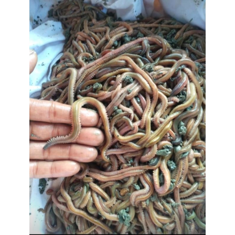 CACING NAGA CACING LAUT CACING KILANG KILUNG KUALITAS SUPER (Beli 7 box bonus 1 box)