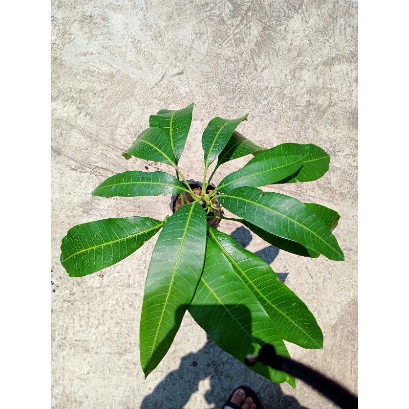 mangga Mahatir berbunga