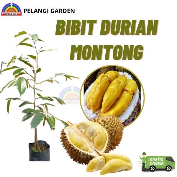 Bibit Durian Montong, Bibit Durian Montong Super Manis, Bibit Durian Montong Cepat Berbuah , Bibit D