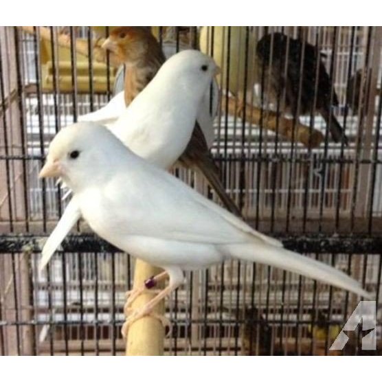 Burung Kenari Panda dan Putih bahan pilihan