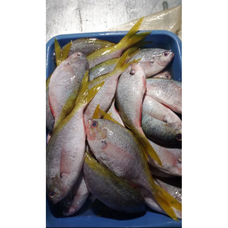 

Ikan Ekor Kuning