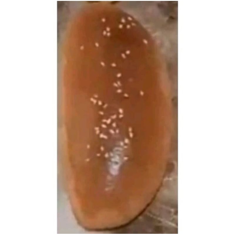 

ROTI HOTDOG MINI 12 CM ISI 1 PCS(PESAN PAGI DIKIRIM SORE)