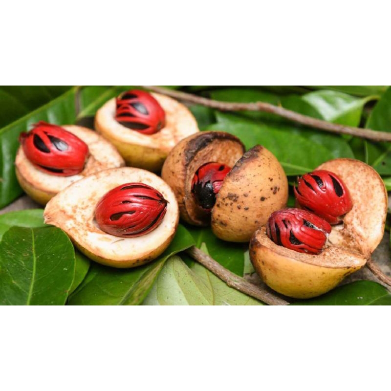 

Buah pala