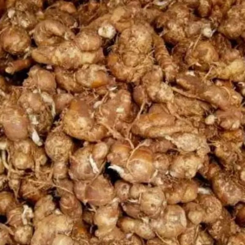 

Kencur Segar 1 kg