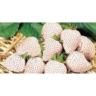 

strawberry per pcs fresh dan segar terpercaya