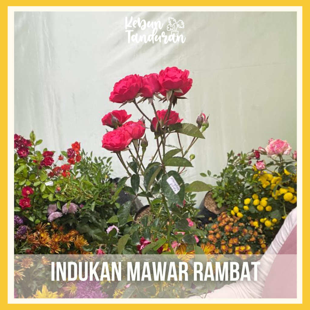 Mawar Rambat Indukan Besar Climbing Rose Aneka Warna