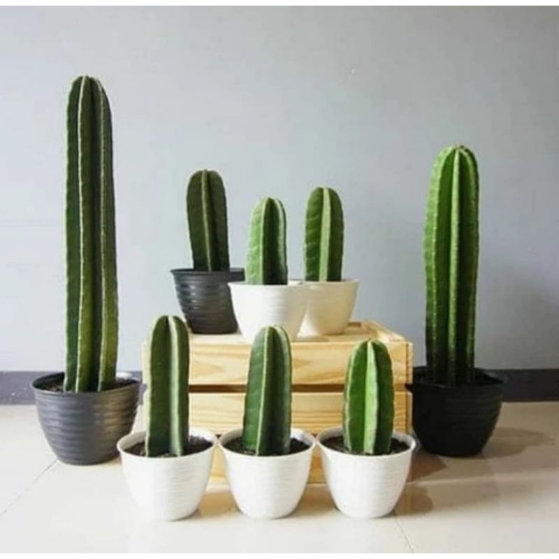 kaktus koboi - tanaman kaktus koboi