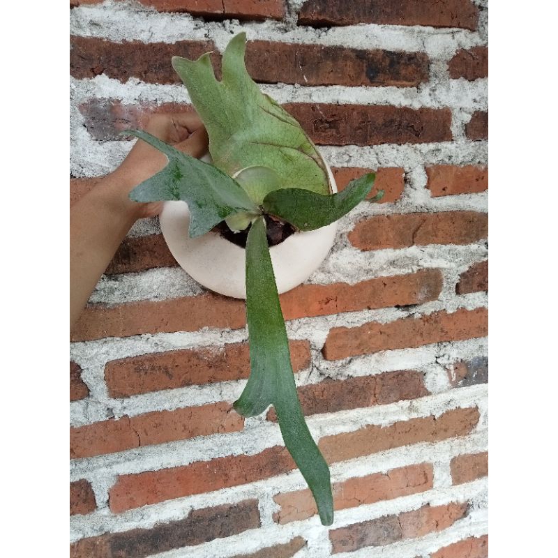 Platycerium Willinckii