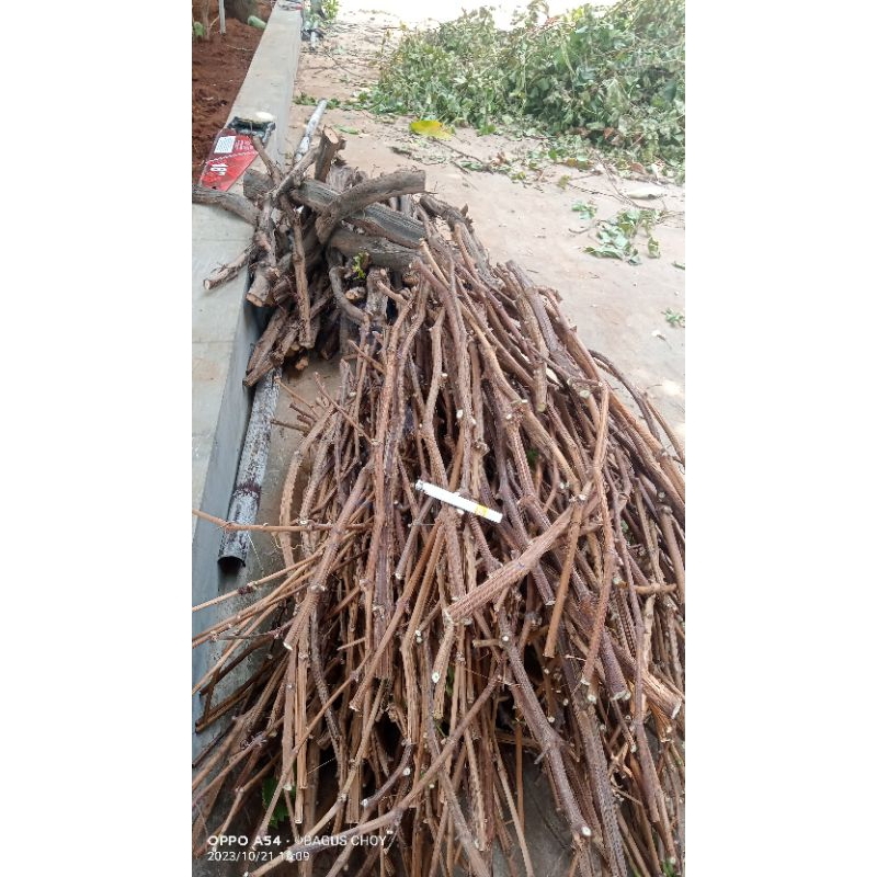 Cutting Red Master RM Kalus untuk Rootstock