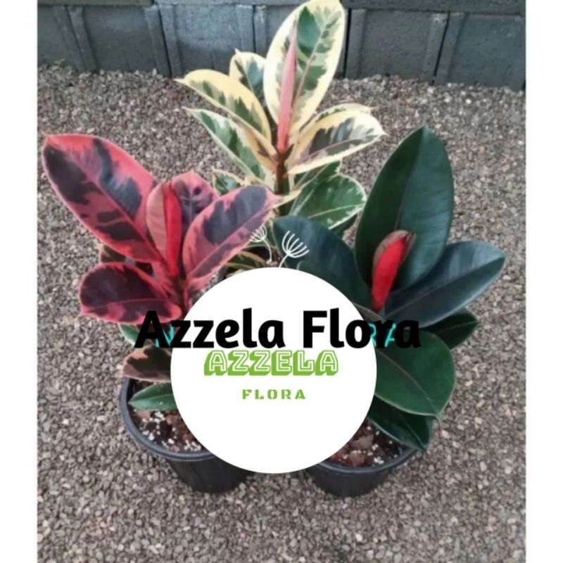 TERLARIS???? paket hemat 3 karet kebo merah/karet kebo hijau/karet kebo kuning