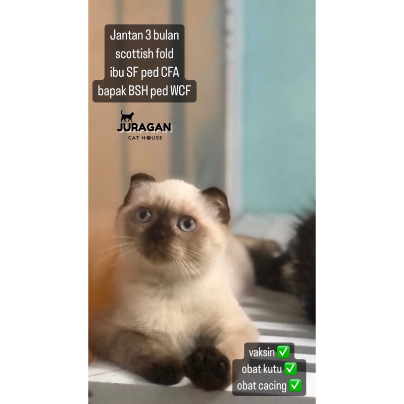 kitten scottish fold jantan nonped