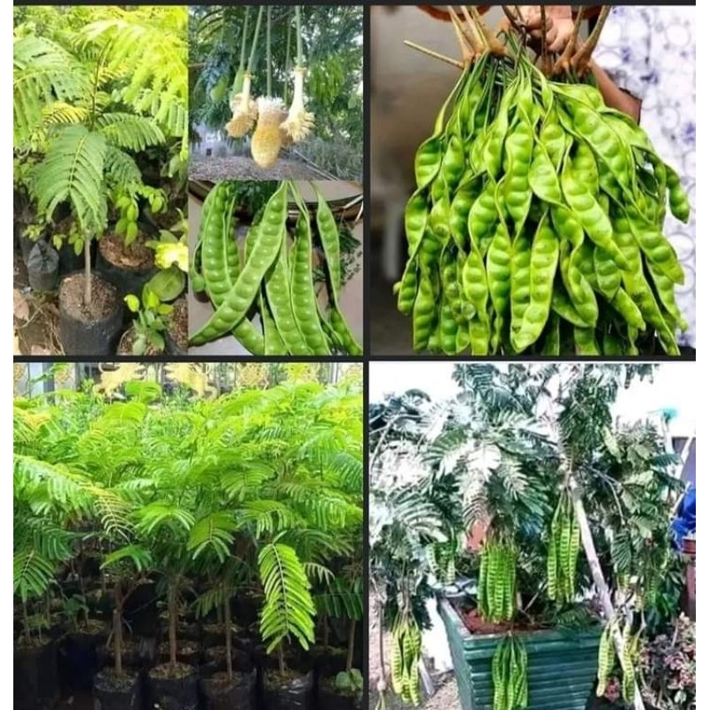 bibit petai hasil okulasi