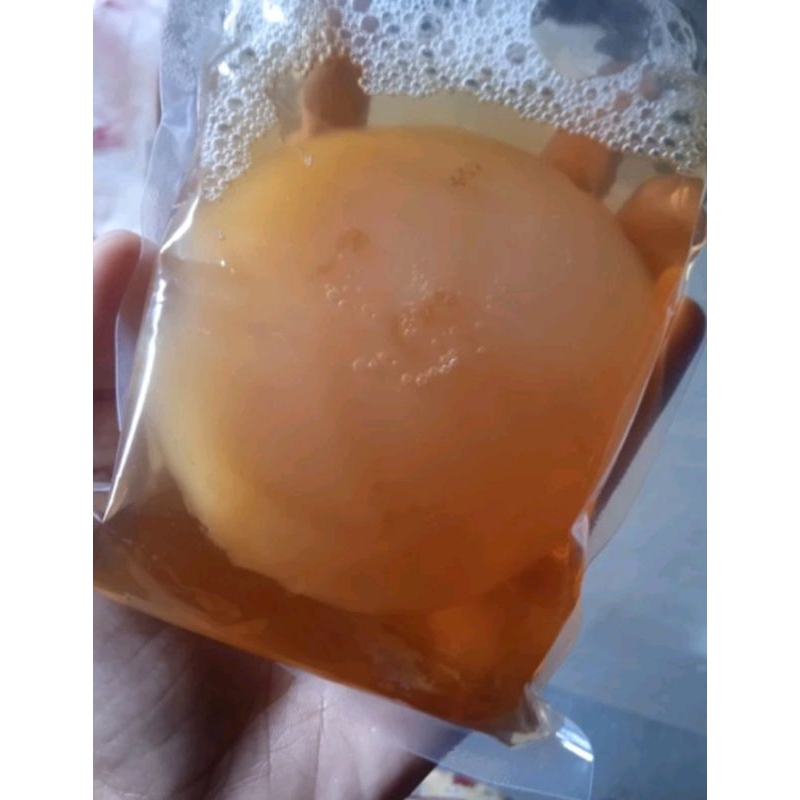 

Paket Bibit Scoby Kombucha Diameter 9 cm plus Starter