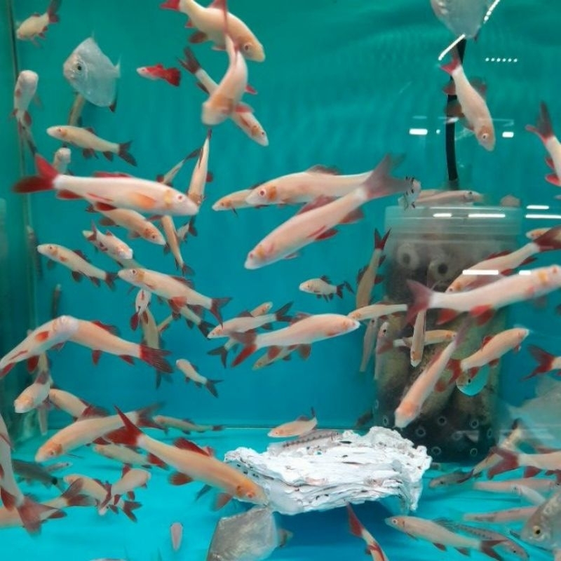 Red Fin Albino Pemakan Lumut Aquarium Kolam Ikan