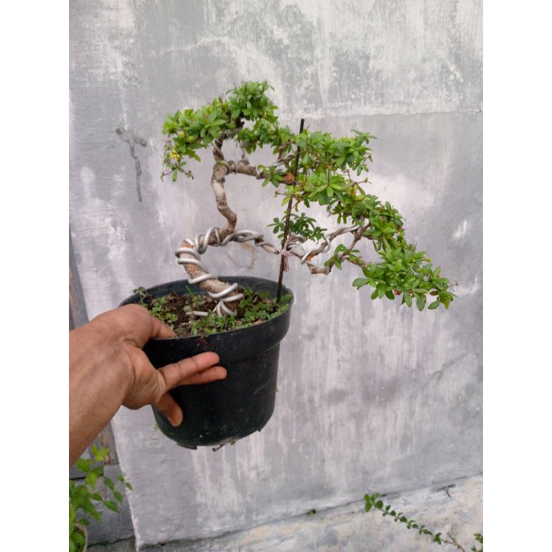 bonsai buchida 1 pcs