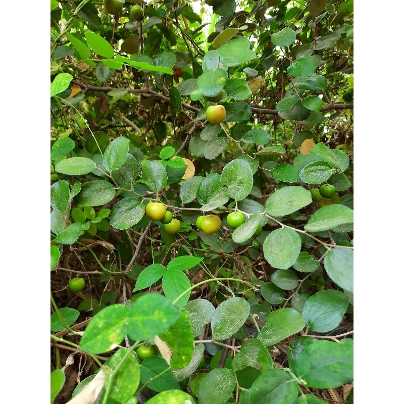 Buah biji bibit bidara arab